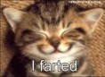 /album/juokingi-paveiks-/cat-fart-e-lay-co-nr-jpg/